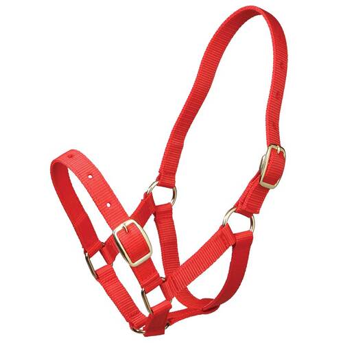 Foal Halter - webbing [Colour: RED]